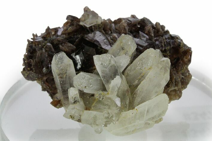 Quartz Crystals on Sharp Axinite Crystal Cluster - Peru #347880
